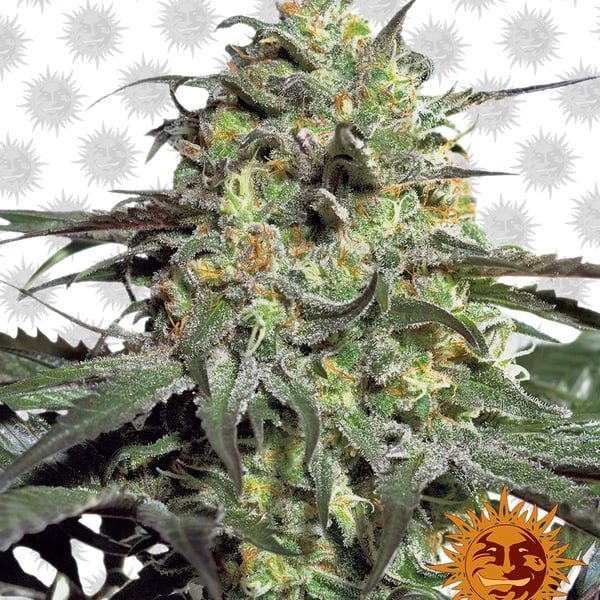 Peyote-Cookies cannabisfrø