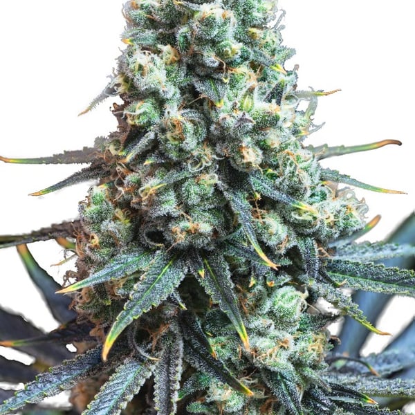 Watermelon Auto Nordland Seeds cannabisfrø