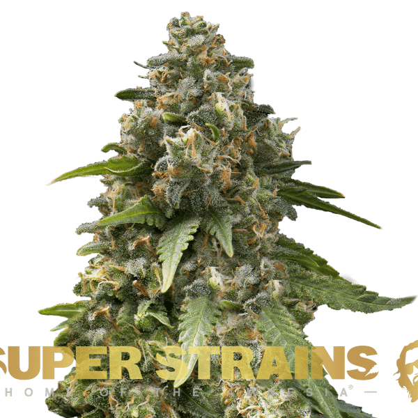 Enemy of the State Super Strains cannabisfrø