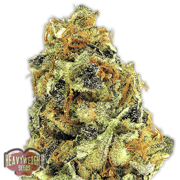 K.O. Kush Heavyweight Seeds cannabisfrø