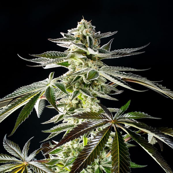Apple and Bananas Kannabia cannabisfrø