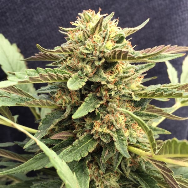 CBD Theraphy CBD Crew cannabisfrø