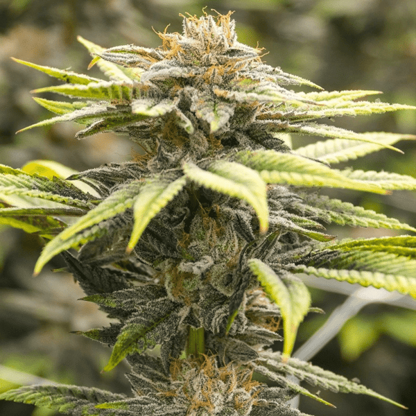 San Fernando Valley OG Nordland Seeds cannabisfrø
