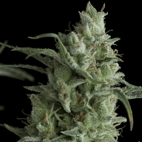 Kryptonite Pyramid Seeds cannabisfrø