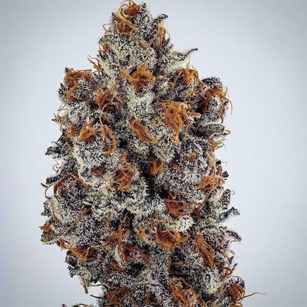 BANANA HAMMOCK RBX Ethos Genetics cannabis seeds