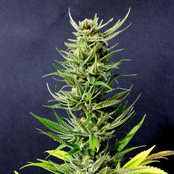 Karibbean Mango Kannabia skunkfrø cannabisfrø