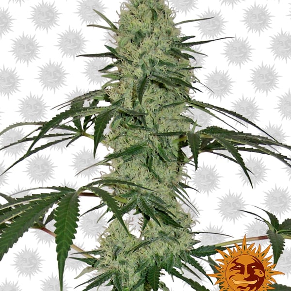 Tangerine Dream Auto