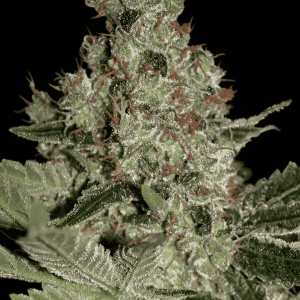 Acid Paradise Seeds