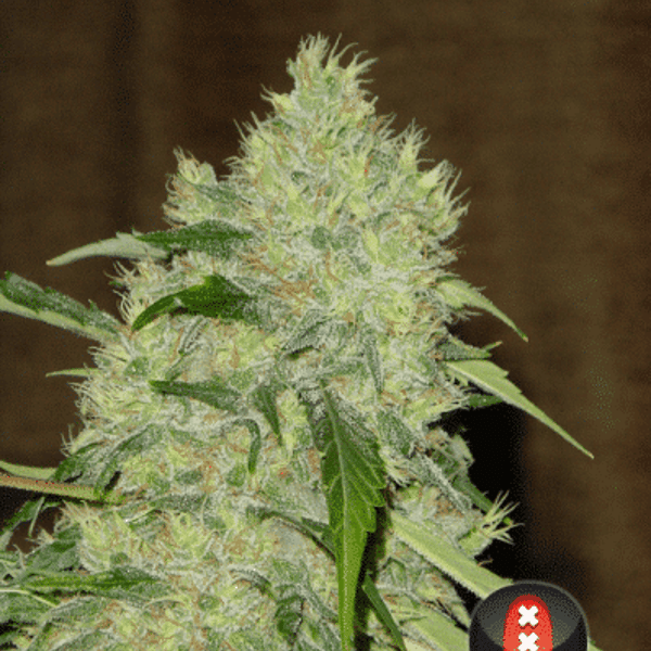 Cannabisfrø Bubble Gum Serious Seeds