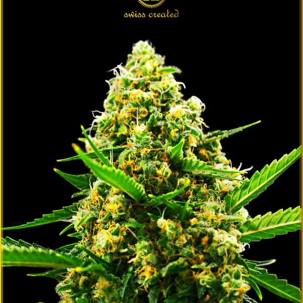 Hypnotic Automatic Anaconda Seeds cannabisfrø