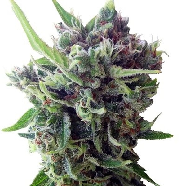 Auto Zamaldelica Ace Seeds cannabisfrø
