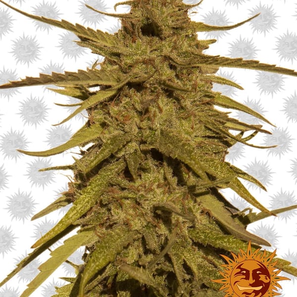 Skunkfrø Pineapple Haze Regulære Cannabisfrø Barneys Farm