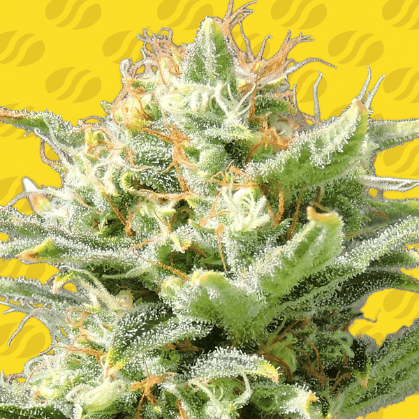 Auto Super Skunk