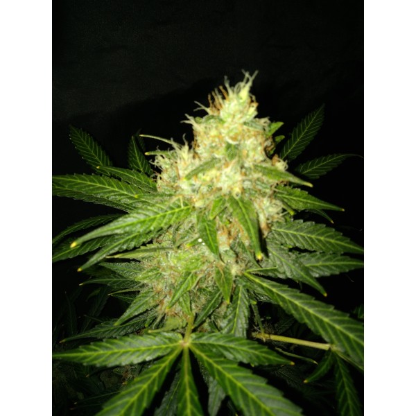 Pineapple Haze Auto regulære cannabisfrø Dane Strains 2