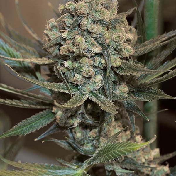 Critical+2.0 Autoflowering Silent Seeds cannabisfrø