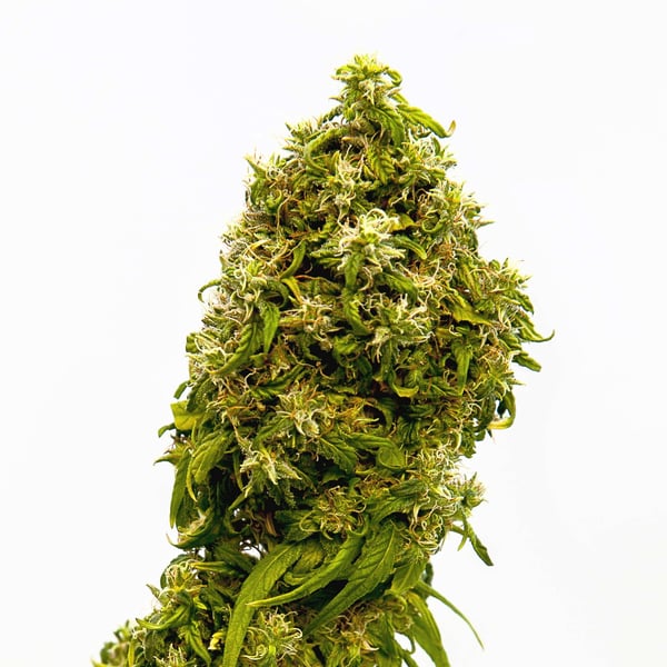 Swiss Dream CBD Kannabia skunkfrø cannabisfrø