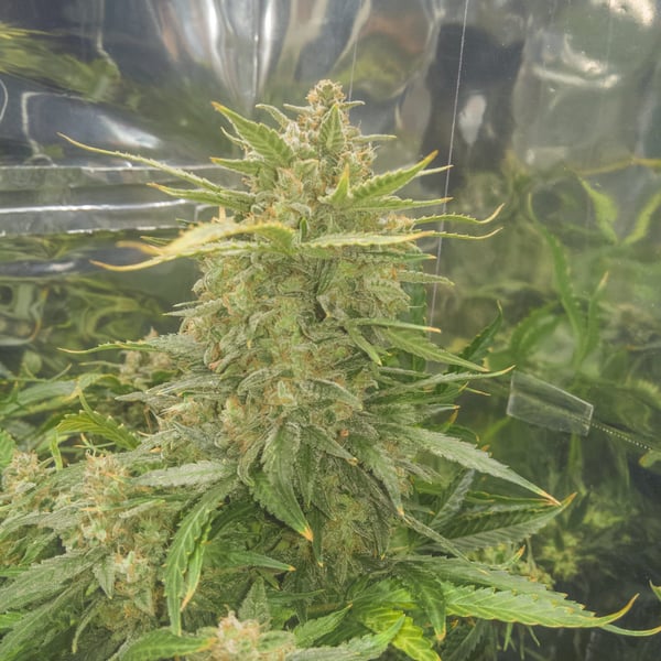 Mandarine XXL Auto Nordland Seeds cannabisfrø