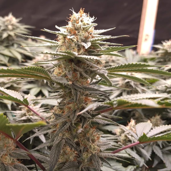 Mango Island Nordland Seeds cannabisfrø
