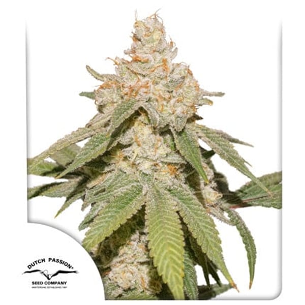 Auto SFV OG Dutch Passion cannabisfrø