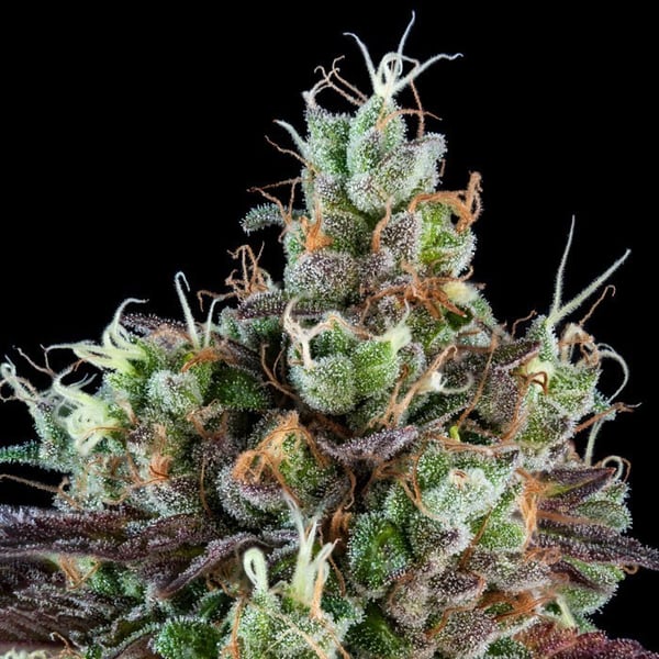 Sour Ripper Auto cannabisfrø Ripper Seeds