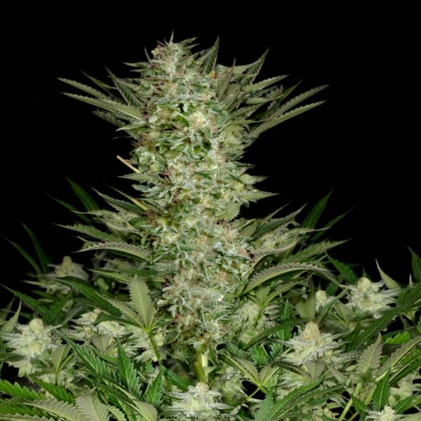 Absolute Herer Absolute Cannabis Seeds 4