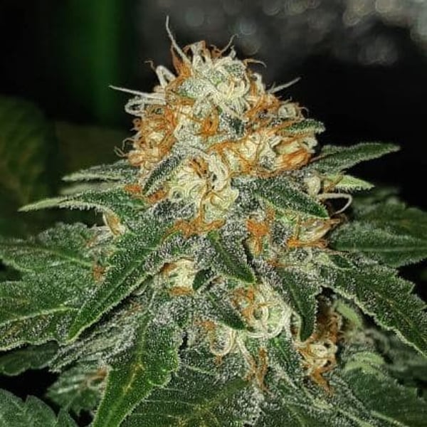 Afghan x Nepal Auto Nordland Seeds cannabisfrø hashfrø