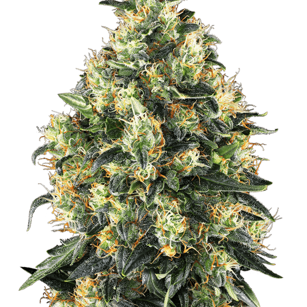 Cannabisfrø Sensi Super Skunk Automatic