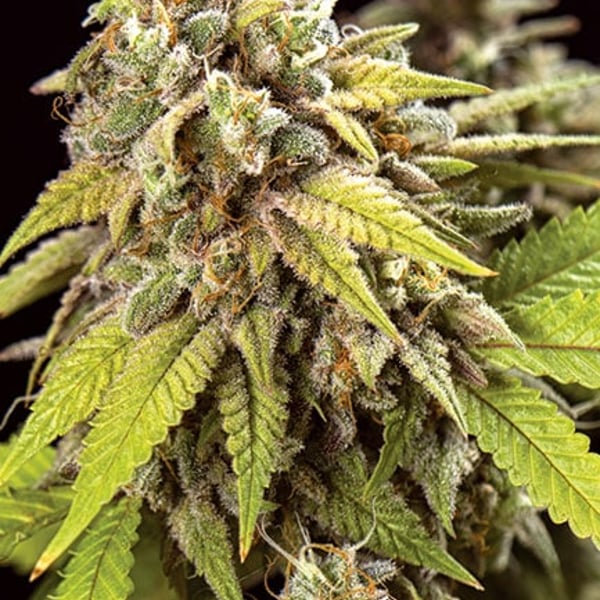 Doctor Jamaica Auto Vision Seeds cannabisfrø