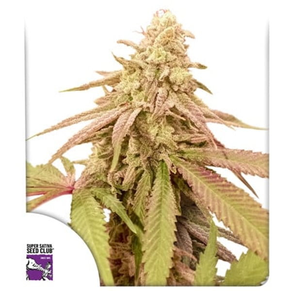 auto-purple-og-punch