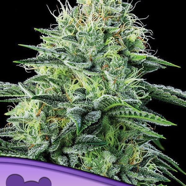 Auto Strawberry Banana Anesia Seeds cannabisfrø skunkfrø