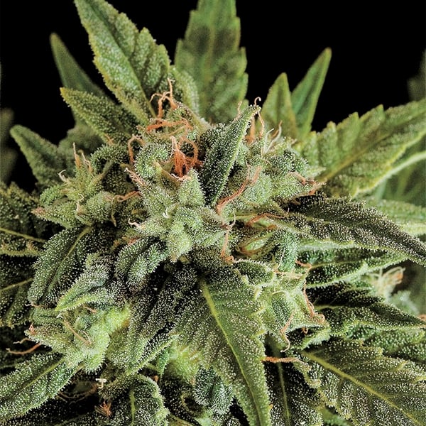 Fruity Auto cannabisfrø Nordland Seeds
