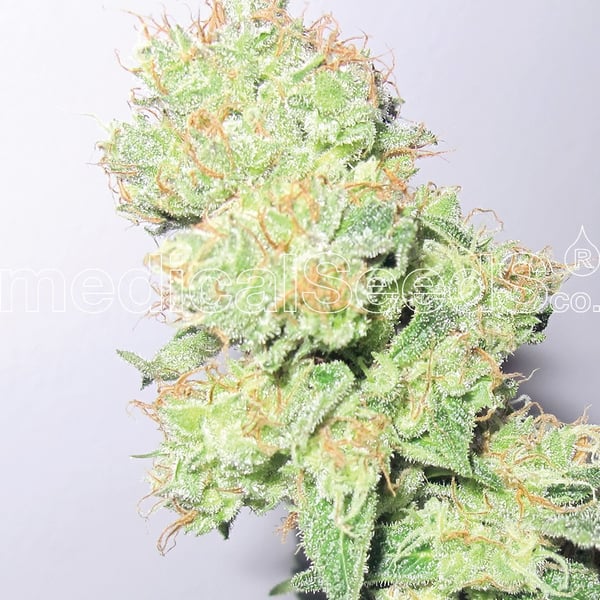 Medicinske cannabisfrø y griega cbd