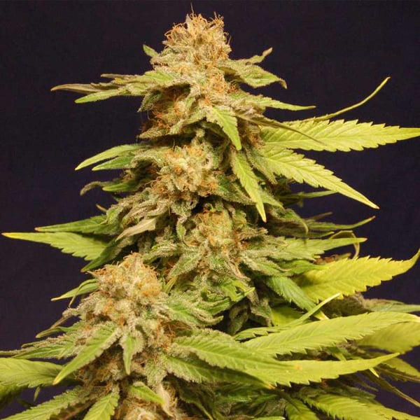 Big Bull Kannabia skunkfrø cannabisfrø
