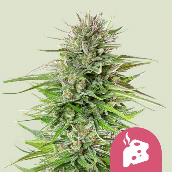 Blue Cheese Royal Queen Cannabisfrø Skunkfrø