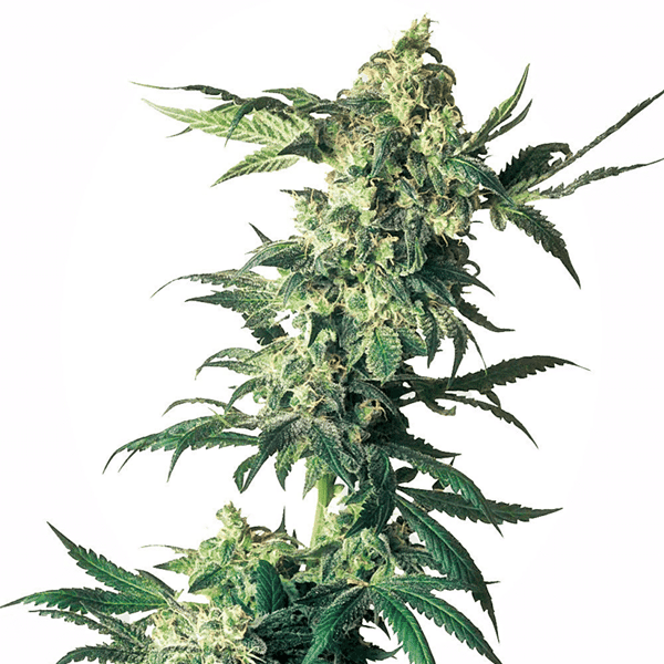 Cannabisfrø Sensi Seeds Northern Lights