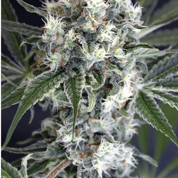 Medxotic Pure CBD Exotic Seed medicinske cannabisfrø