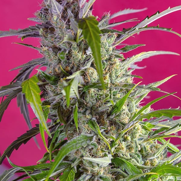 Crystal Candy Auto
