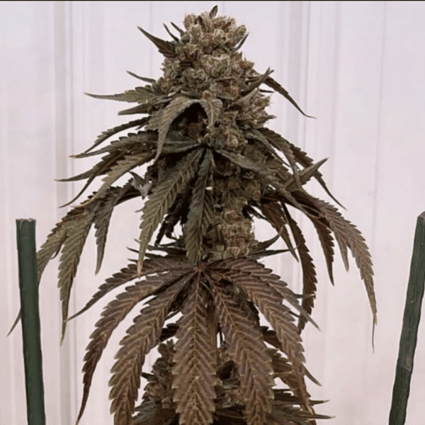 Papayafiya Inhouse Genetics cannabisfrø