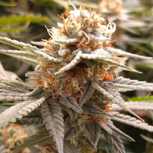 Cookies Haze