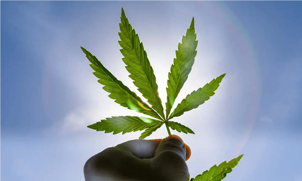 https://imagedelivery.net/Afslappende medicinsk cannabis