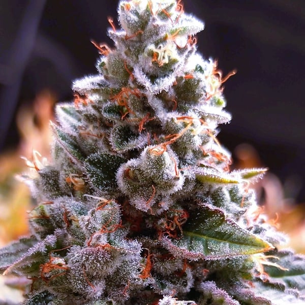 Rainbow Sherbet 11 Nordland Seeds cannabisfrø