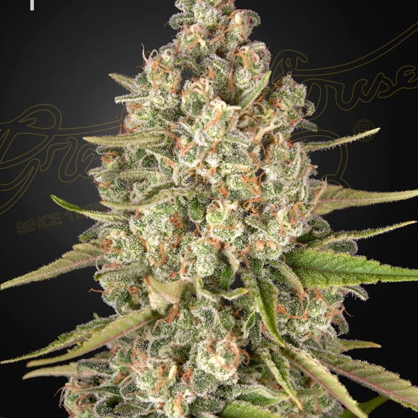 Lost Pearl Greenhouse Seed Company cannabisfrø