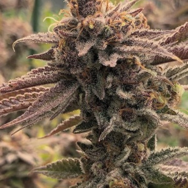 Purple Punch Auto cannabisfrø Nordland Seeds