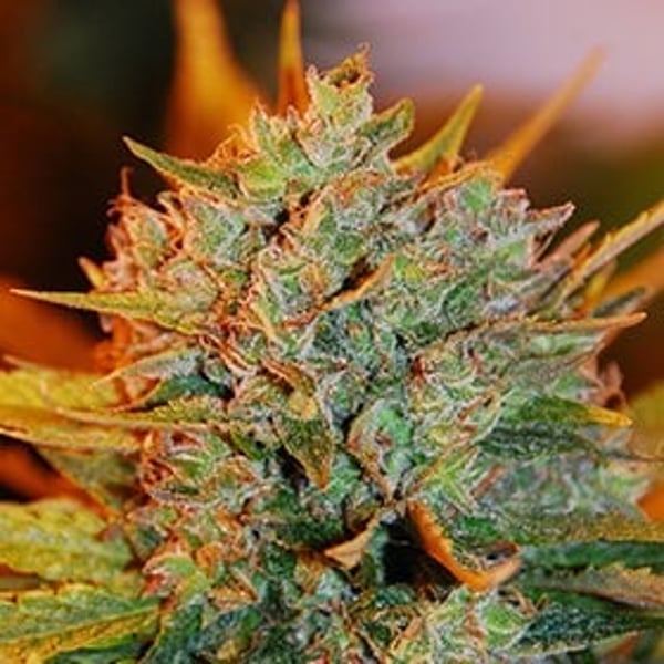 Gigabud G13 Labs Seeds
