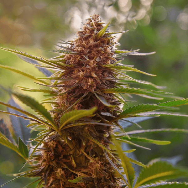 Tropicanna Cookies Early Harvest Nordland Seeds cannabisfrø (1)