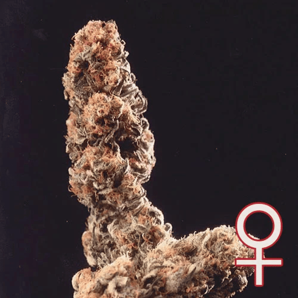 Afghani Special K.C. Brains Seeds cannabisfrø