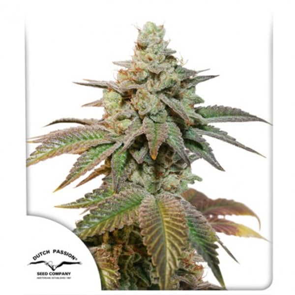 Auto Kerosene Krash Dutch Passion cannabisfrø
