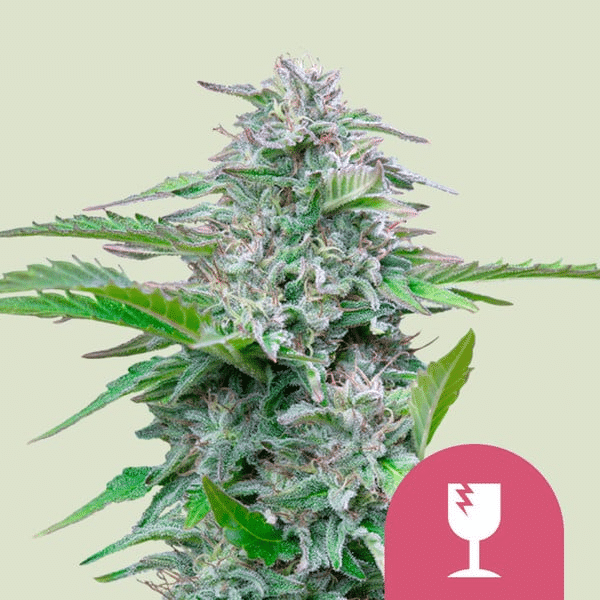 Critical Royal Queen Cannabisfrø Skunkfrø