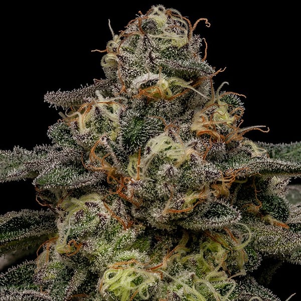 Zombie Bride Ripper Seeds cannabisfrø