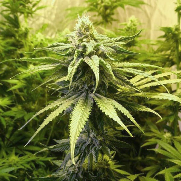 Mimosa Champagne Female Seeds cannabisfrø